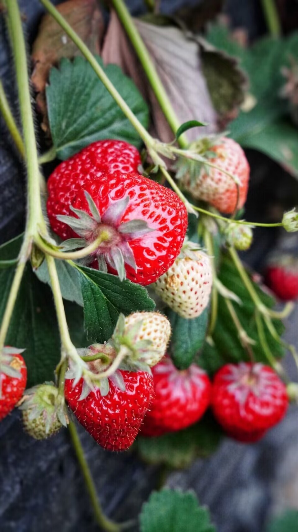 建德梅城古镇美食攻略,建德旅游美食