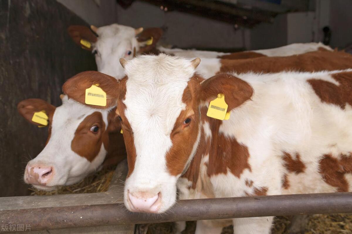 牛瘤胃胀气放气的正确部位是哪,牛发生牛瘤胃臌气的症状