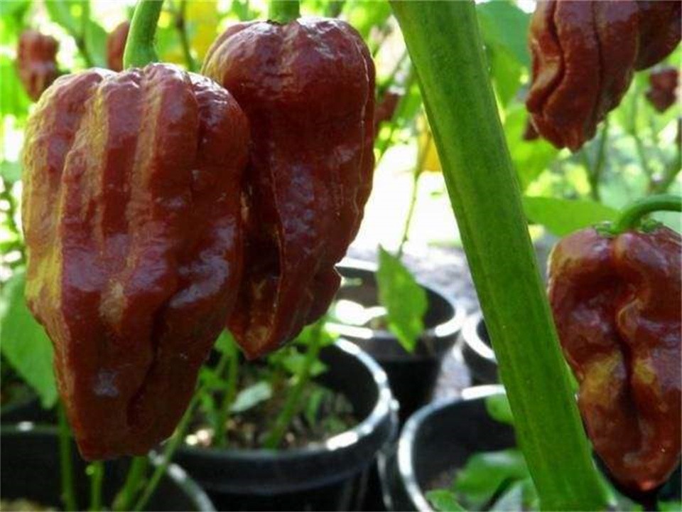 比印度魔鬼椒还要辣的辣椒,印度魔鬼椒的辣度排名第几