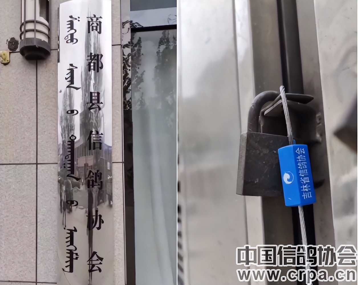 联翔2023夏季赛程,2020年国家赛信鸽1000公里联翔