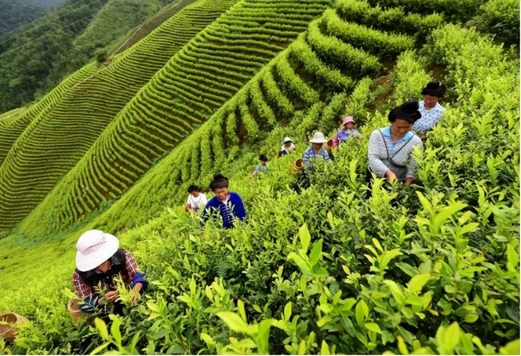 丹寨万亩茶园,丹寨茶园春意盎然茶农生活富足