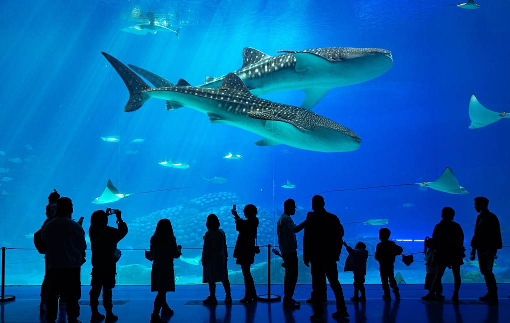 深度了解珠海横琴,珠海横琴最新官方消息