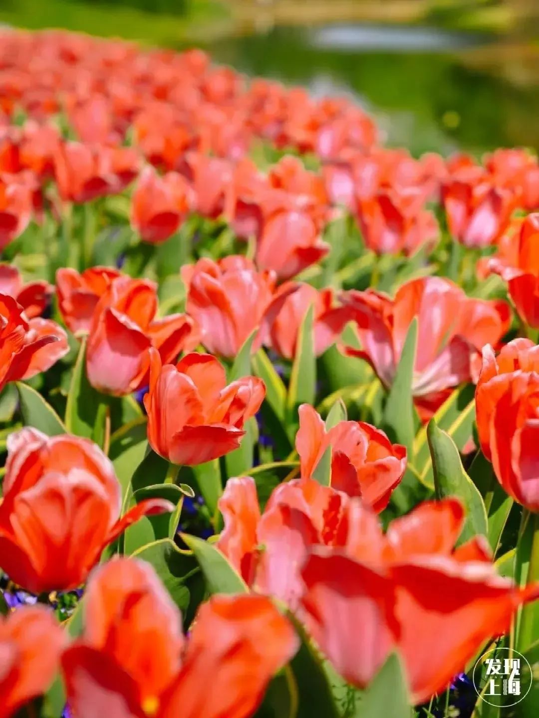 实用全上海532家公园攻略速速收藏,上海攻略必去的公园