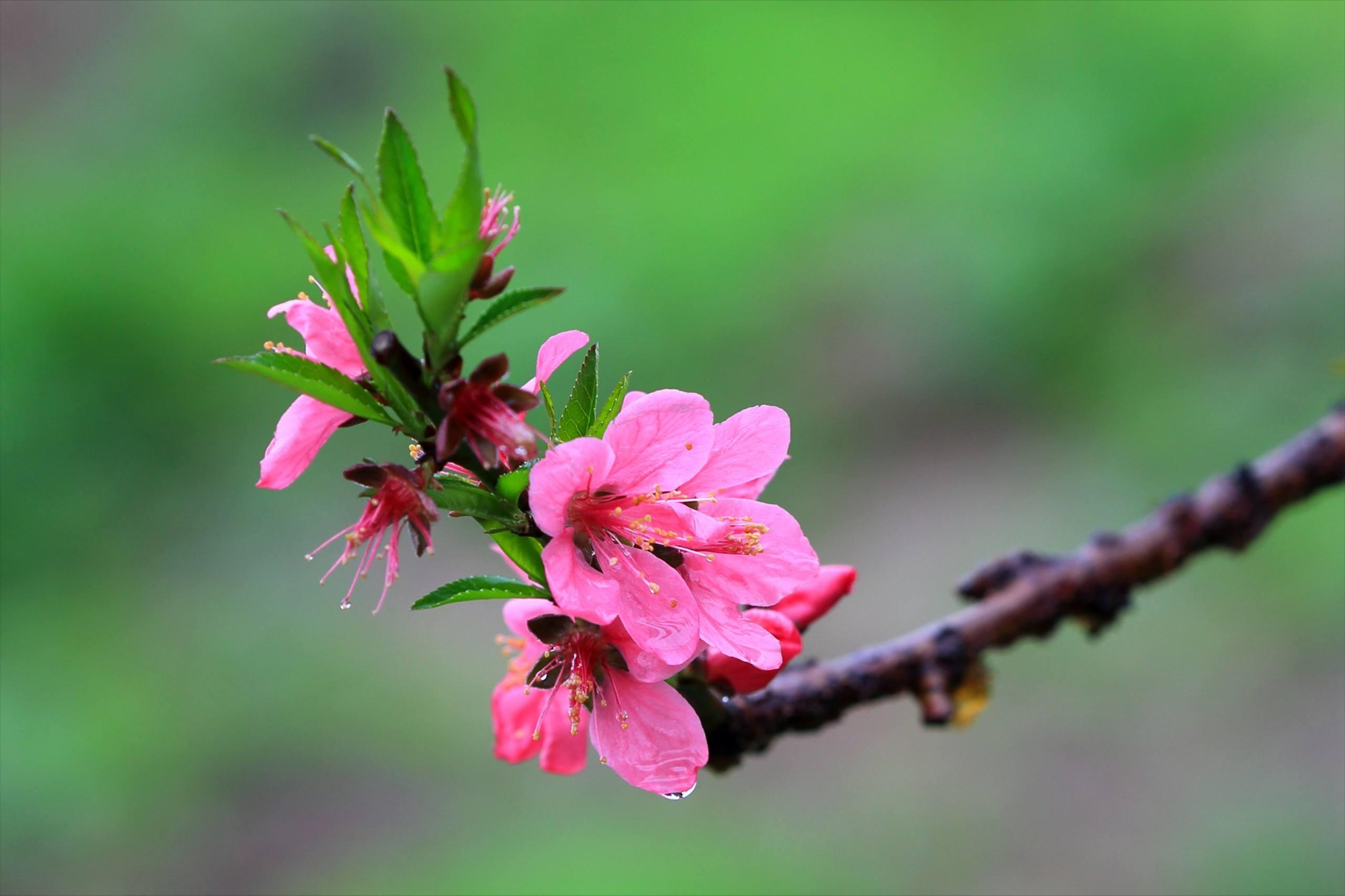 刘禹锡最著名的十首诗及赏析,一代诗豪刘禹锡经典名篇