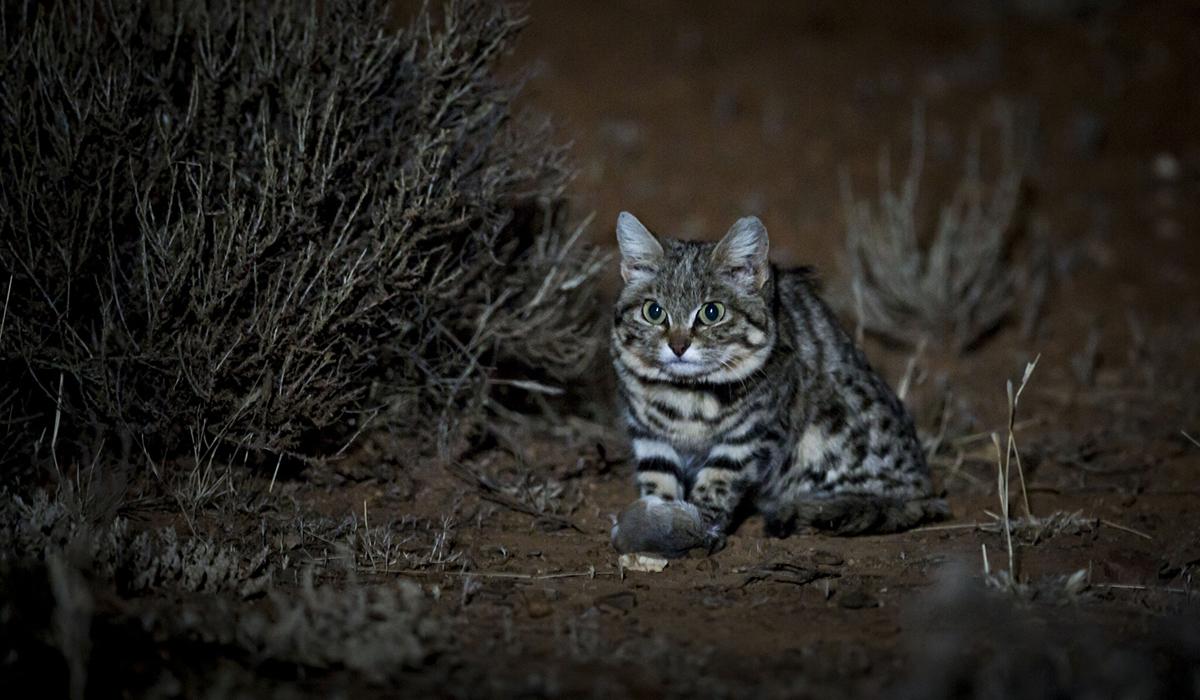 猫科动物里的“杀戮之王”，为何是不足2公斤的黑足猫？它凭啥？