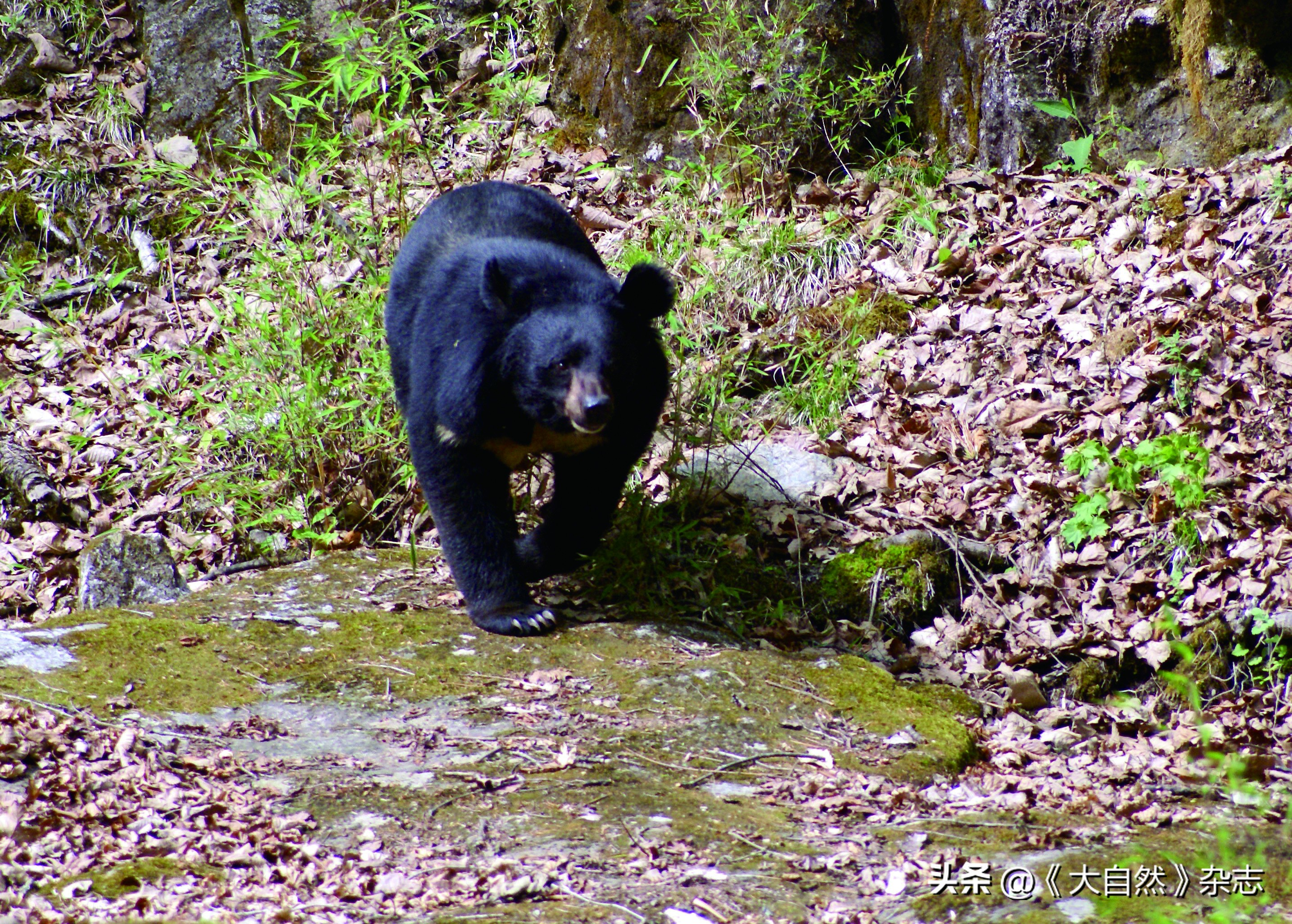 秦岭森林公园大熊猫,野生大熊猫熊洞