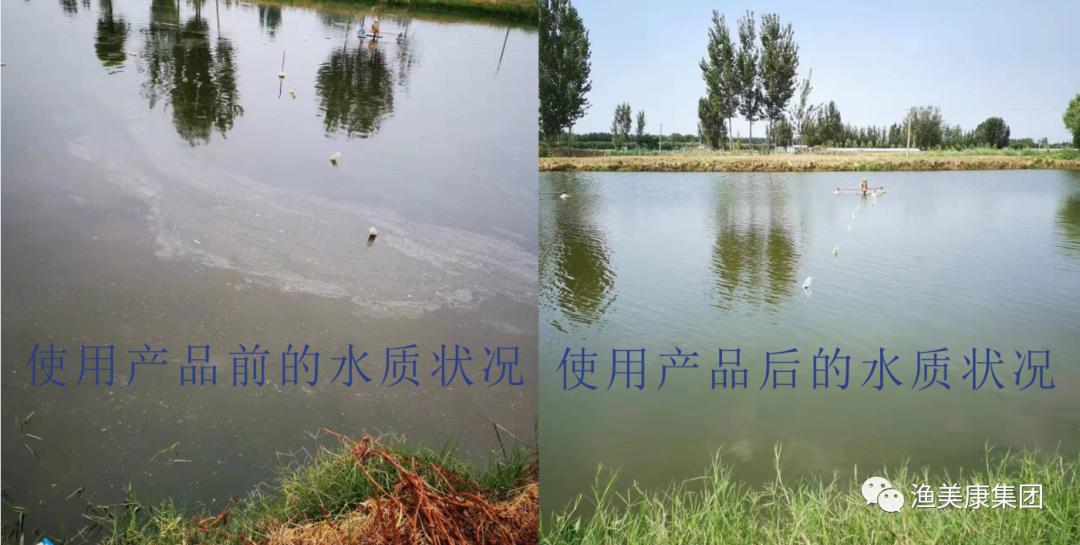 叉尾鮰鱼养殖出现的问题,叉尾鮰养殖成本与前景