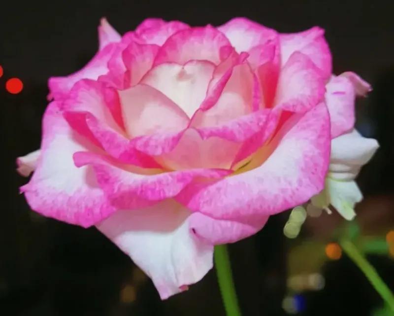 头条新手创作注意事项,头条创作注意哪些事项