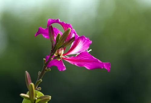 喜迎二十大青春心向党的作文,喜迎二十大奋斗好少年作文