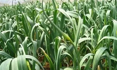 大名方言生僻字,菏泽县城生僻字