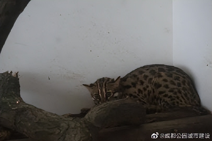 成都动物园狮虎豹苑,成都动物园熊猫馆