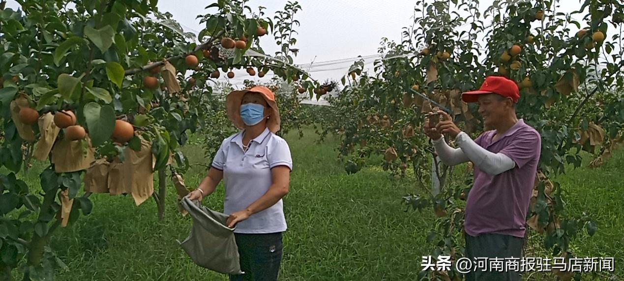 河南正阳县乡村振兴,乡村振兴致富路推荐项目