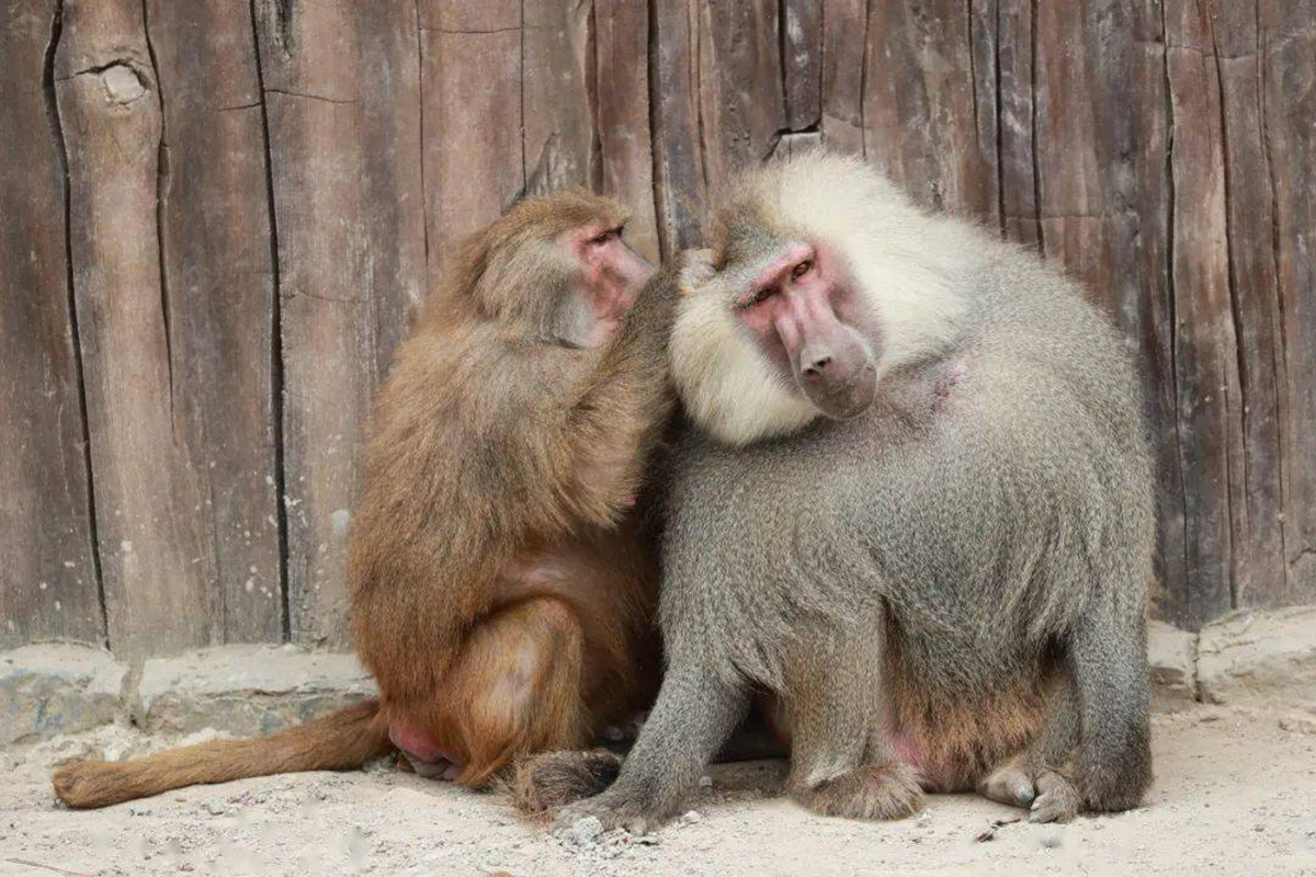 灵长类凶猛动物,灵长类动物的战斗力