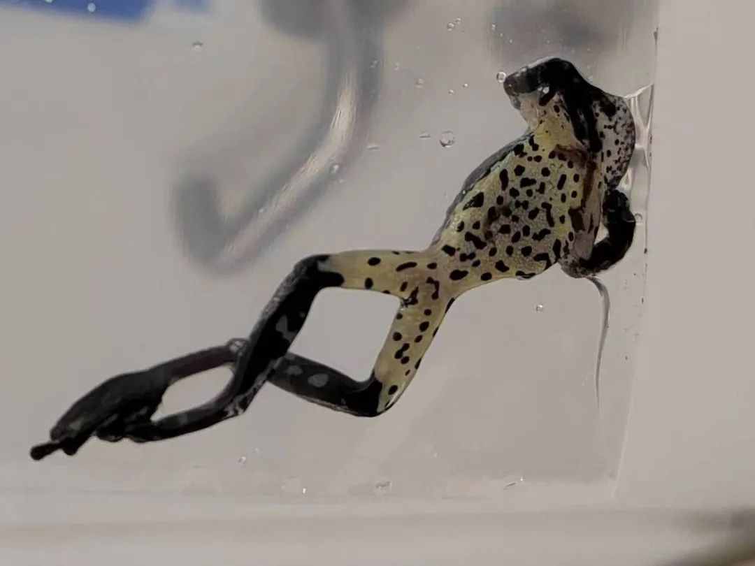 蛙泳教学,蛙莫言