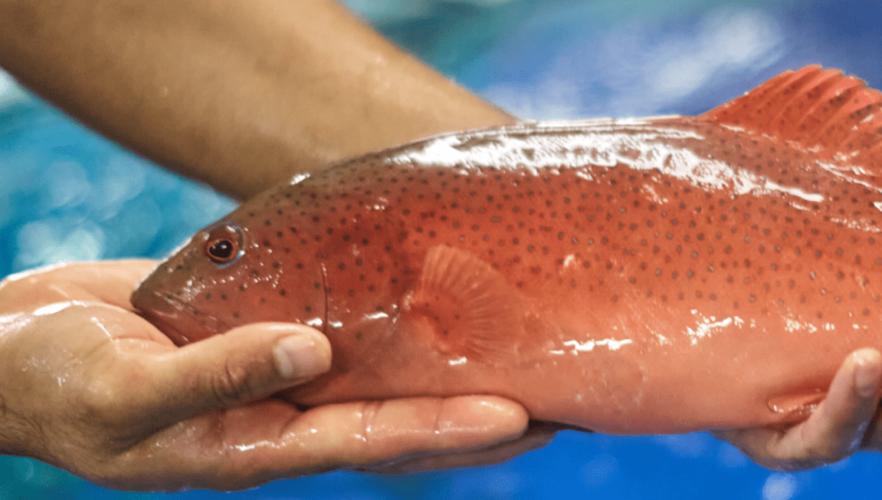 文莱到底是一个怎样的国家,文莱是个怎样的国家