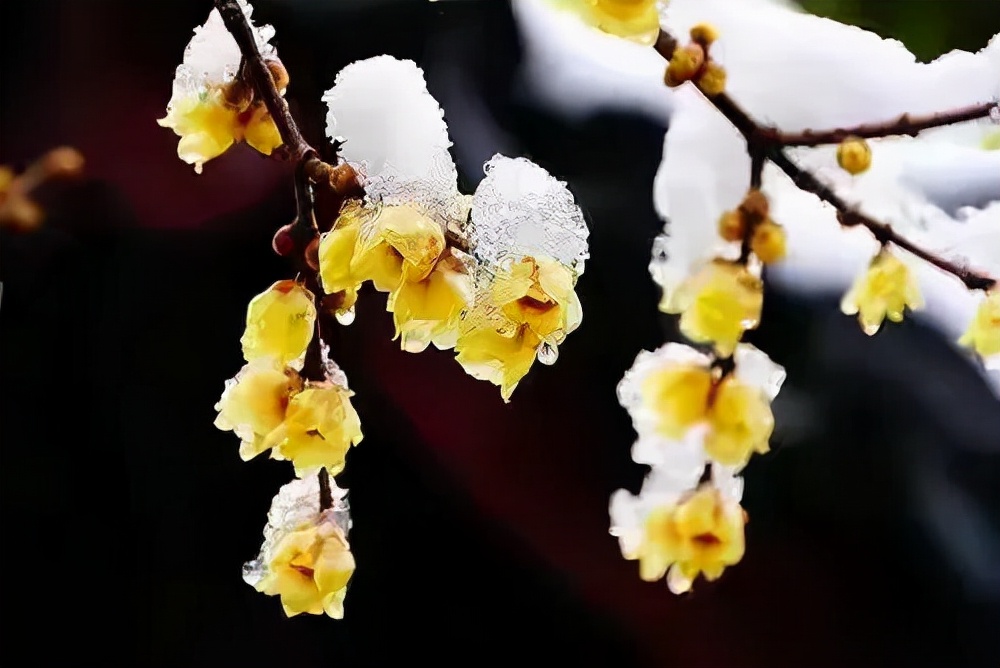 李商隐10首经典诗词作品集,李商隐最有名的20首诗及解释