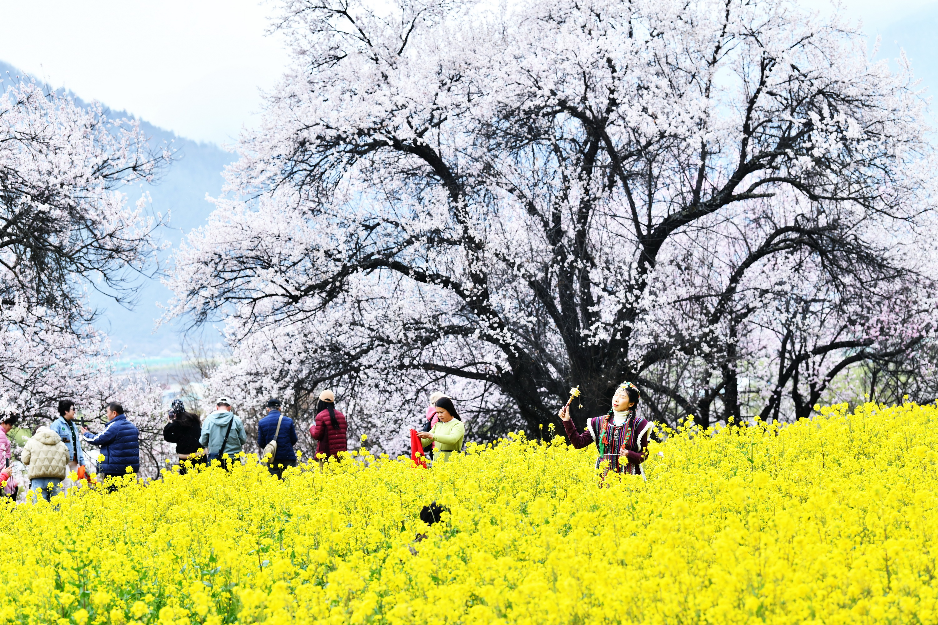 雪域林芝桃花图片 (在雪域江南西藏林芝邂逅漫山桃花)