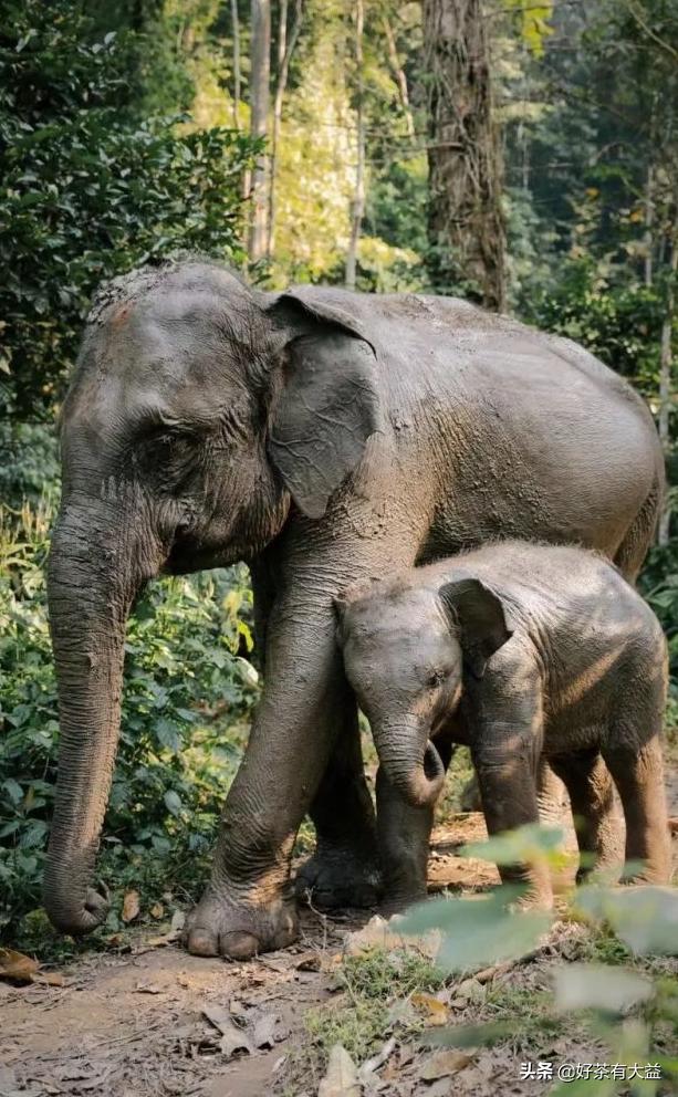 茶语春秋中国茶文化讲了什么,茶话春秋