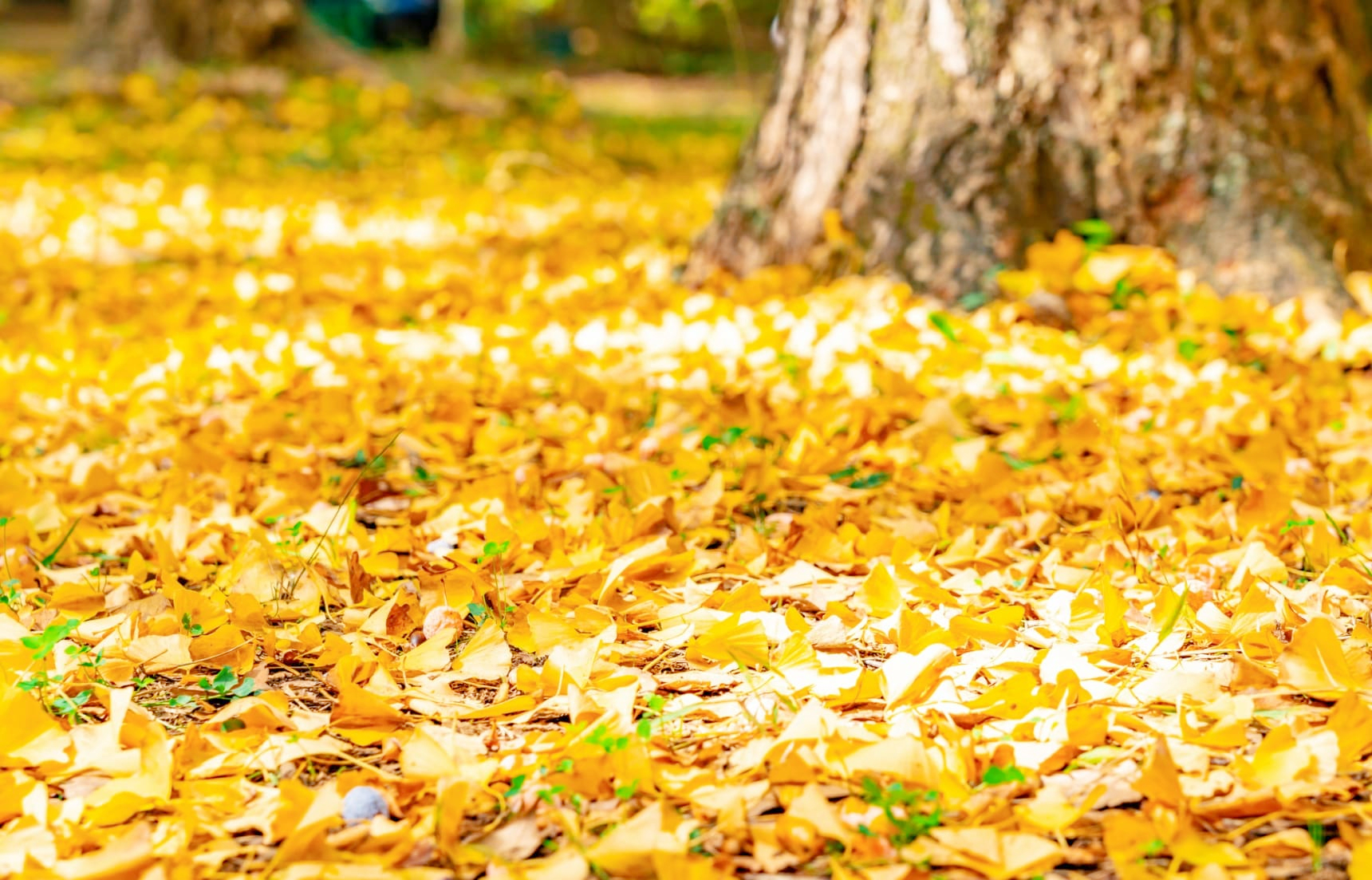 银杏树价格一落千丈,银杏果的价格90年代