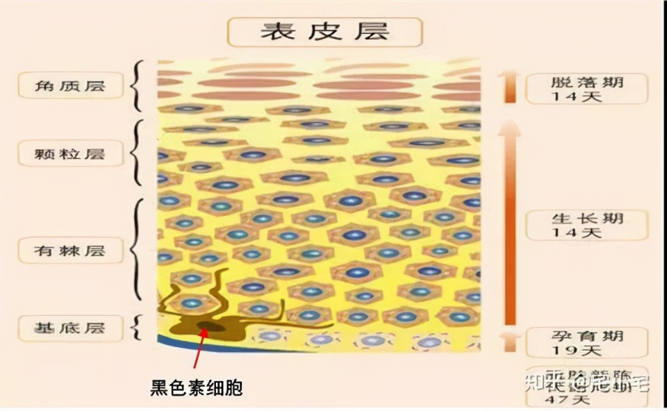 中药祛斑美白养颜精华套装第3代,美白淡斑祛斑精华真实测评