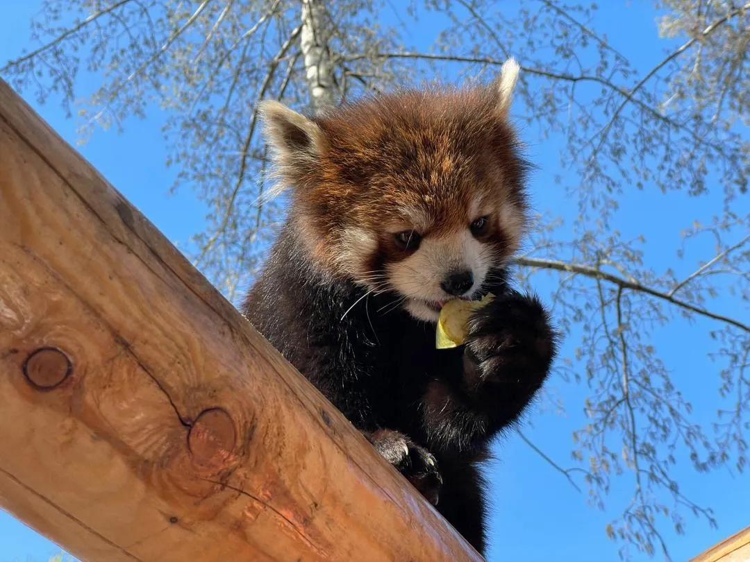 广州长隆野生动物园全部动物,广州长隆野生动物园所有动物介绍
