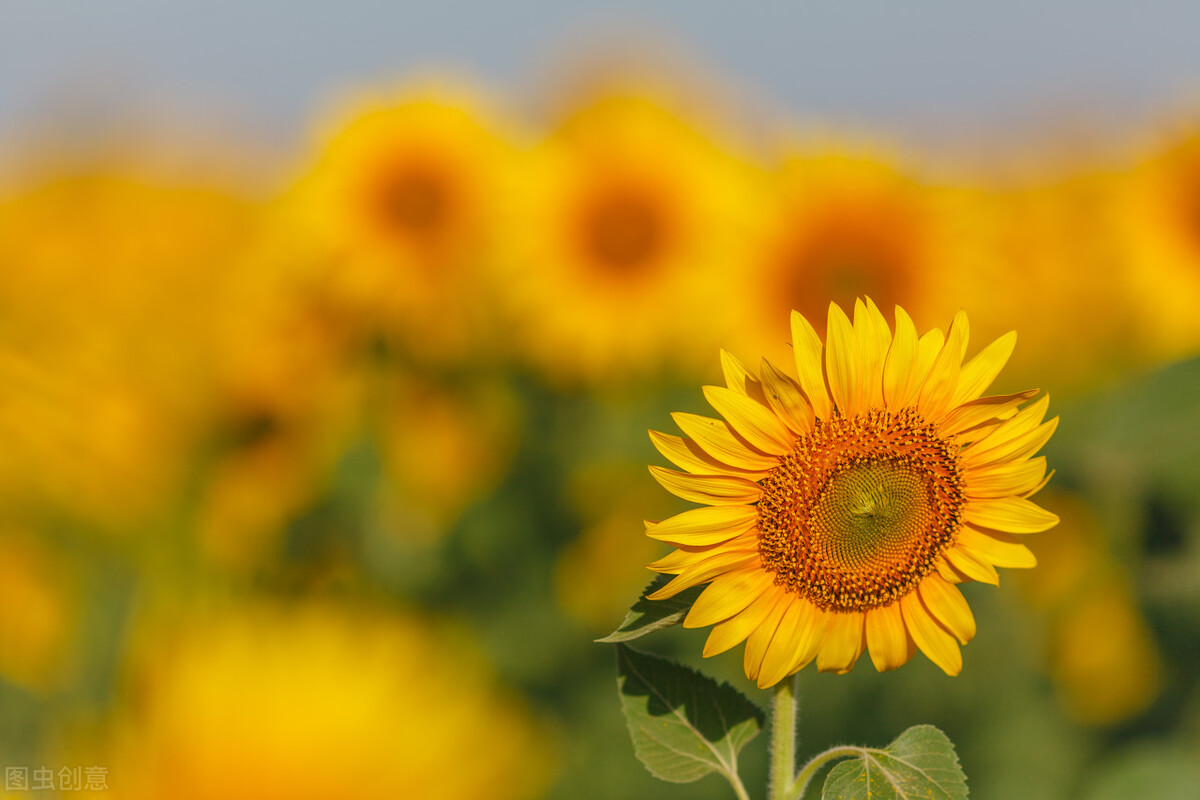 饮酒治疗功能性腹痛吗,饮酒肝痛