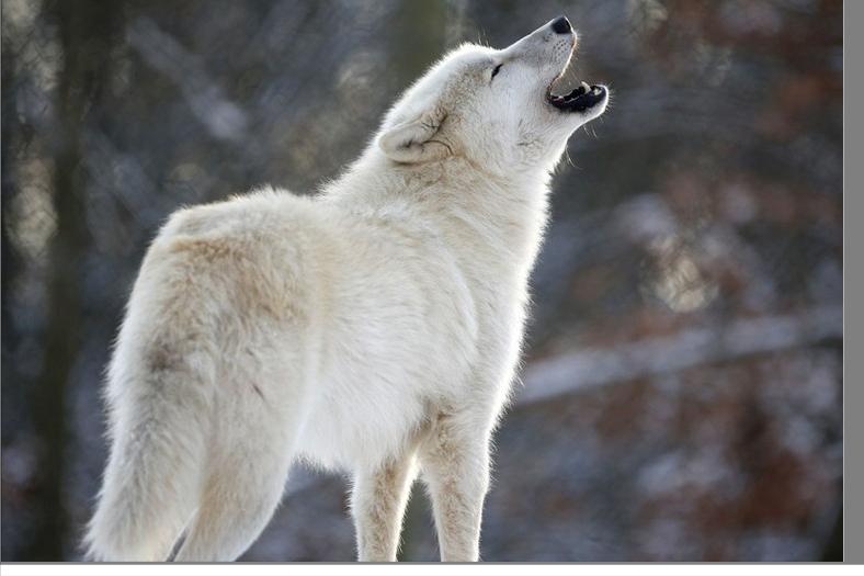 新疆姑娘回家被狼群包围,新疆姑娘遇到狼群