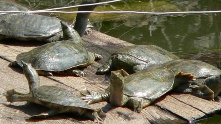 养殖哪个鳖种有前景,中华鳖养殖现状及未来发展