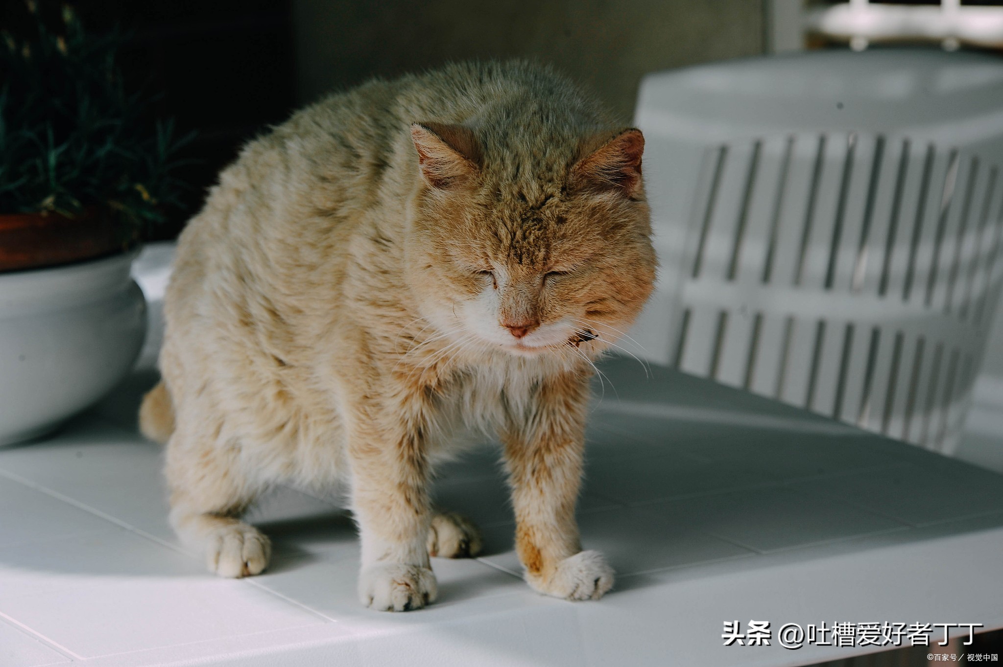 猫咪打喷嚏喷出血,猫咪打喷嚏打出血是怎么回事