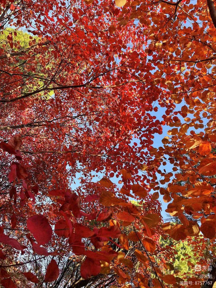 暮秋雅阁微刊第十八期