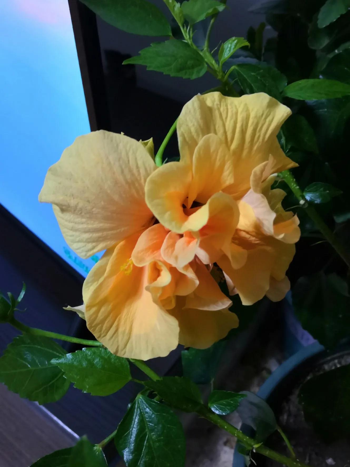 办理了出院手续才能报销吗,住院费用是出院结算时报销吗