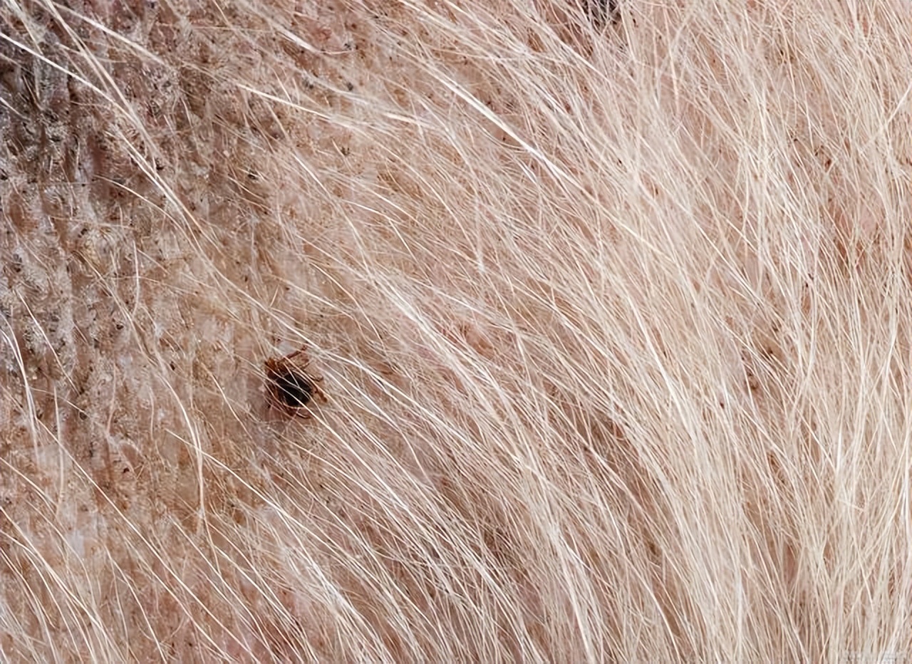 老人家床上很多跳蚤怎么处理,怎么处理床上的跳蚤