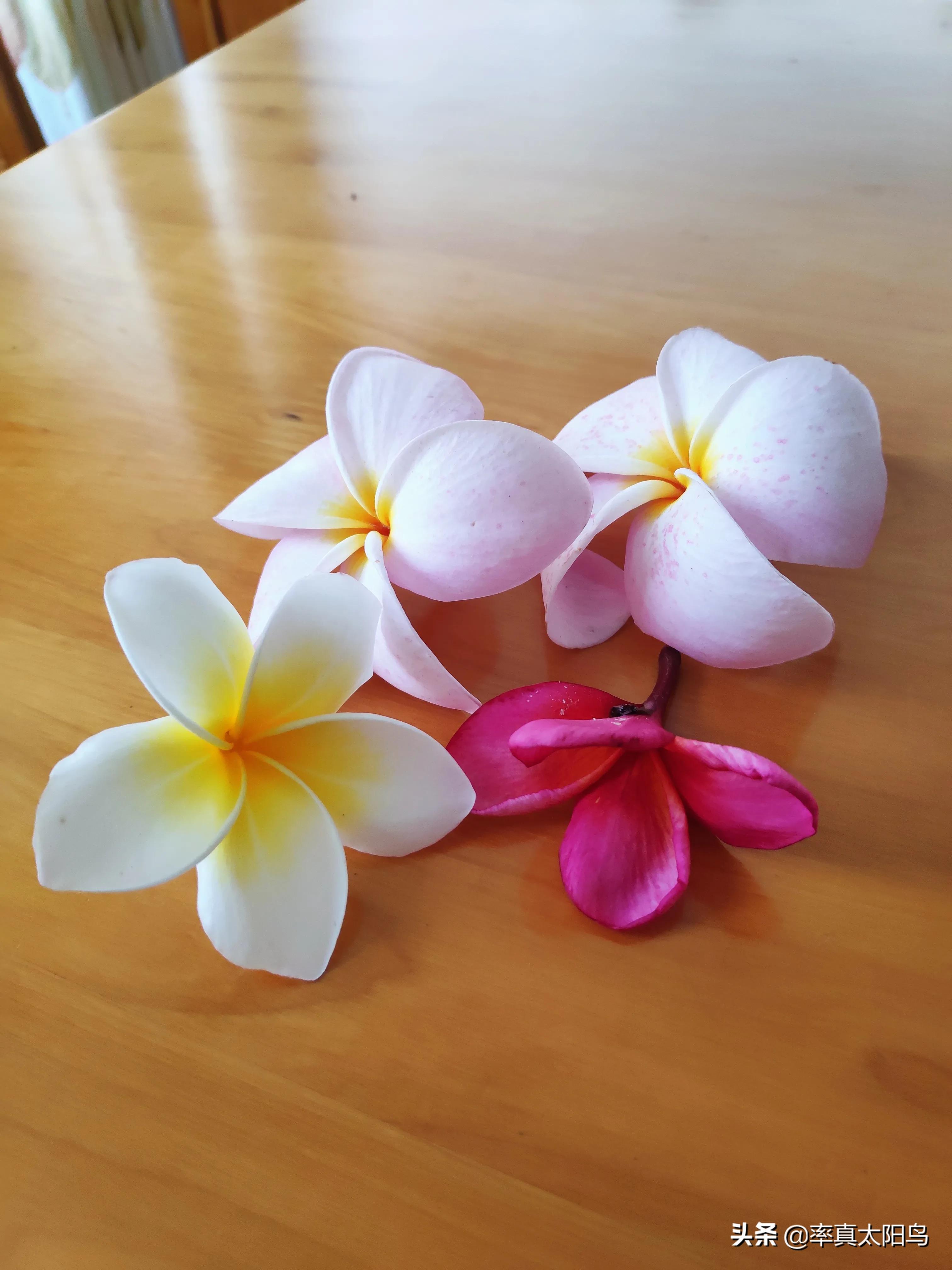 鸡蛋花香吗,鸡蛋花香