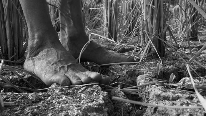 乡土散文父亲的木犁,乡土散文父亲的微笑