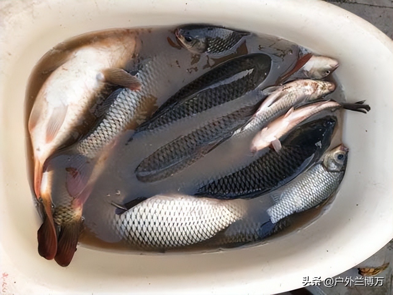 黑坑钓鲤鱼的正确调漂方法,钓黑坑鲤鱼长浮漂好还是短浮漂好