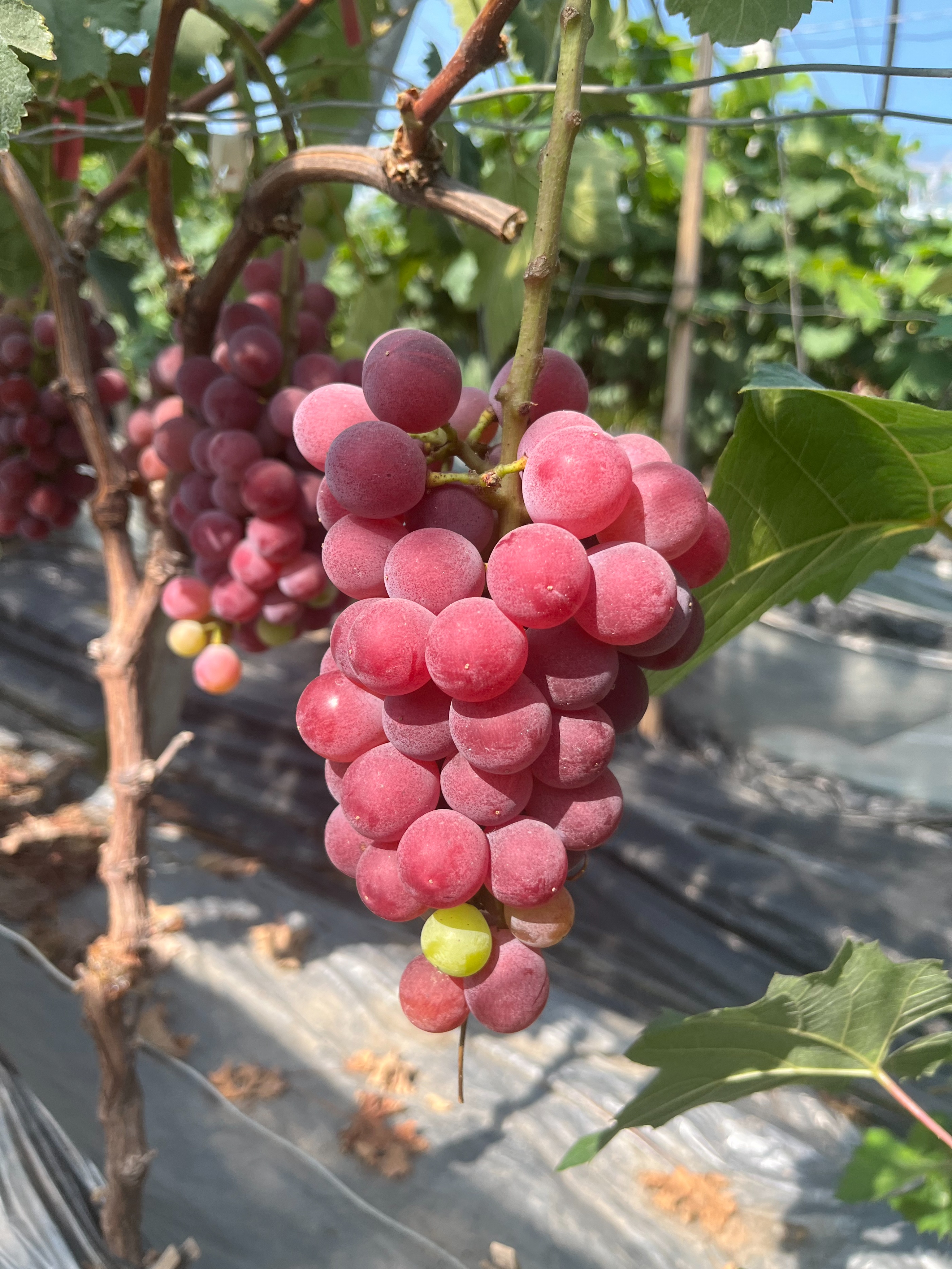 高凤香：送葡萄的高邮人（散文）