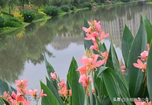 水生花卉栽培方法和技术,十种常见水生花卉