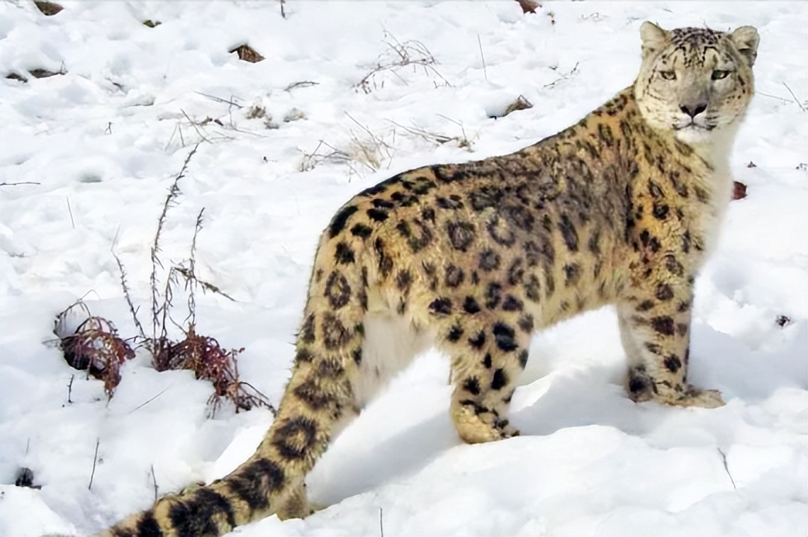 08年新疆牧民捡两只猫崽,中国男子捡到一只奶猫