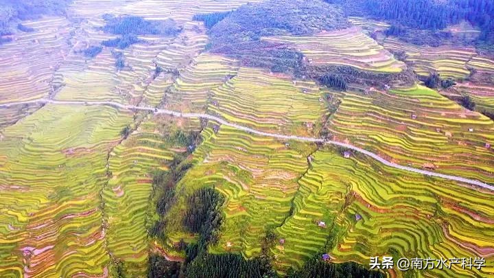 金背鲤｜稻田里的金色宝藏