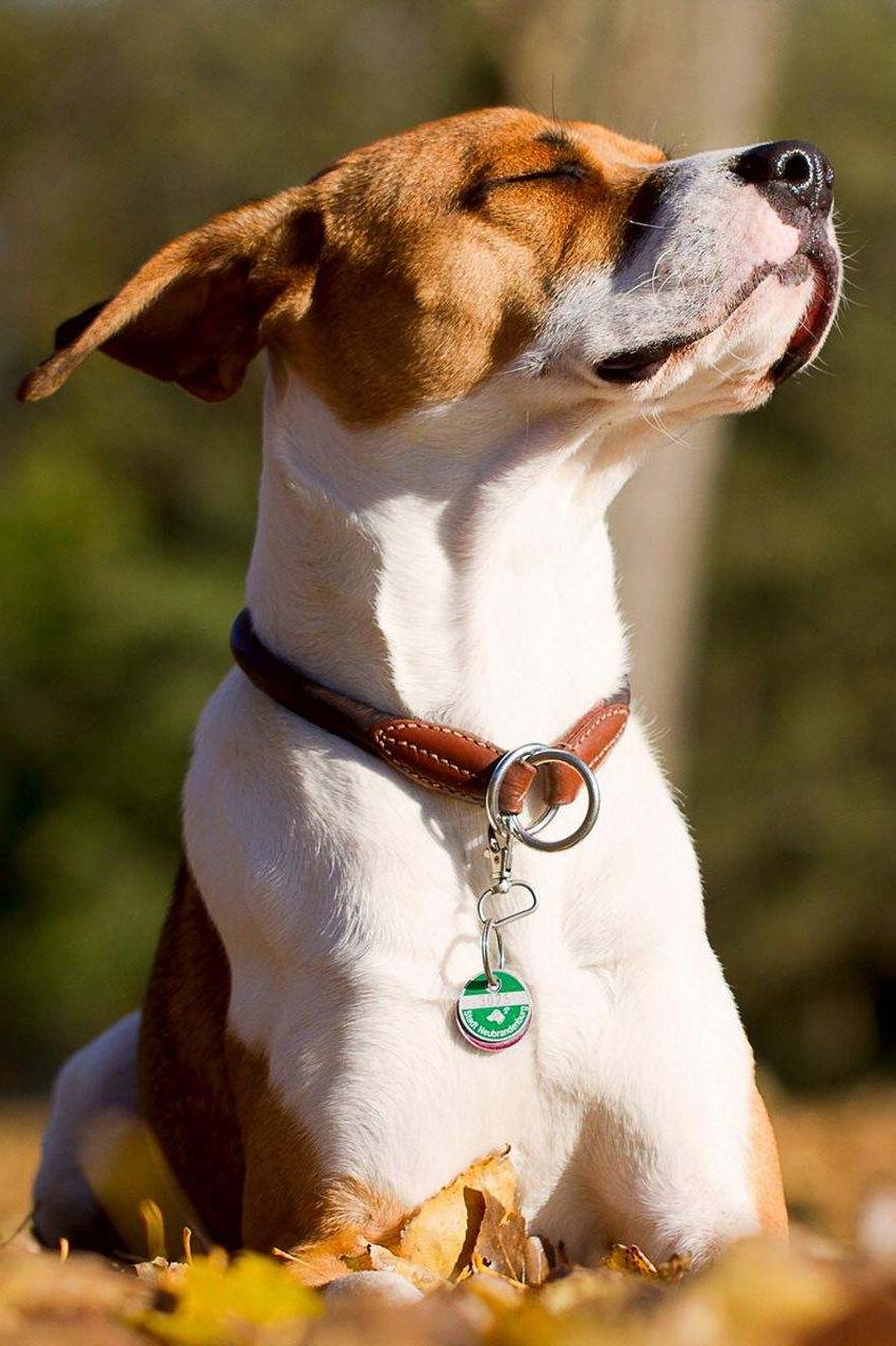 原来狗狗绝育有这么多好处,一大半你都不知道