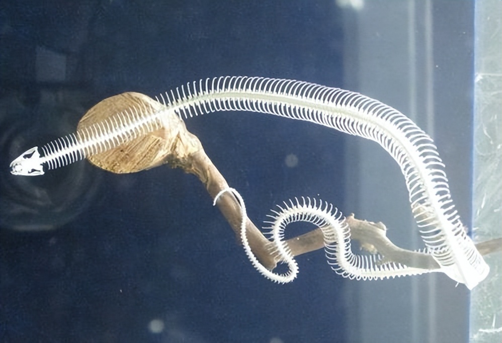 如果你突然被蛇吞下，能否划开蛇肚出逃？科学家作死实验走进蛇窝