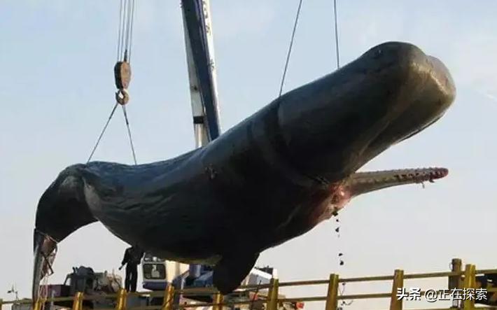 海底的深海巨兽究竟有多可怕,真实存在过的深海巨兽