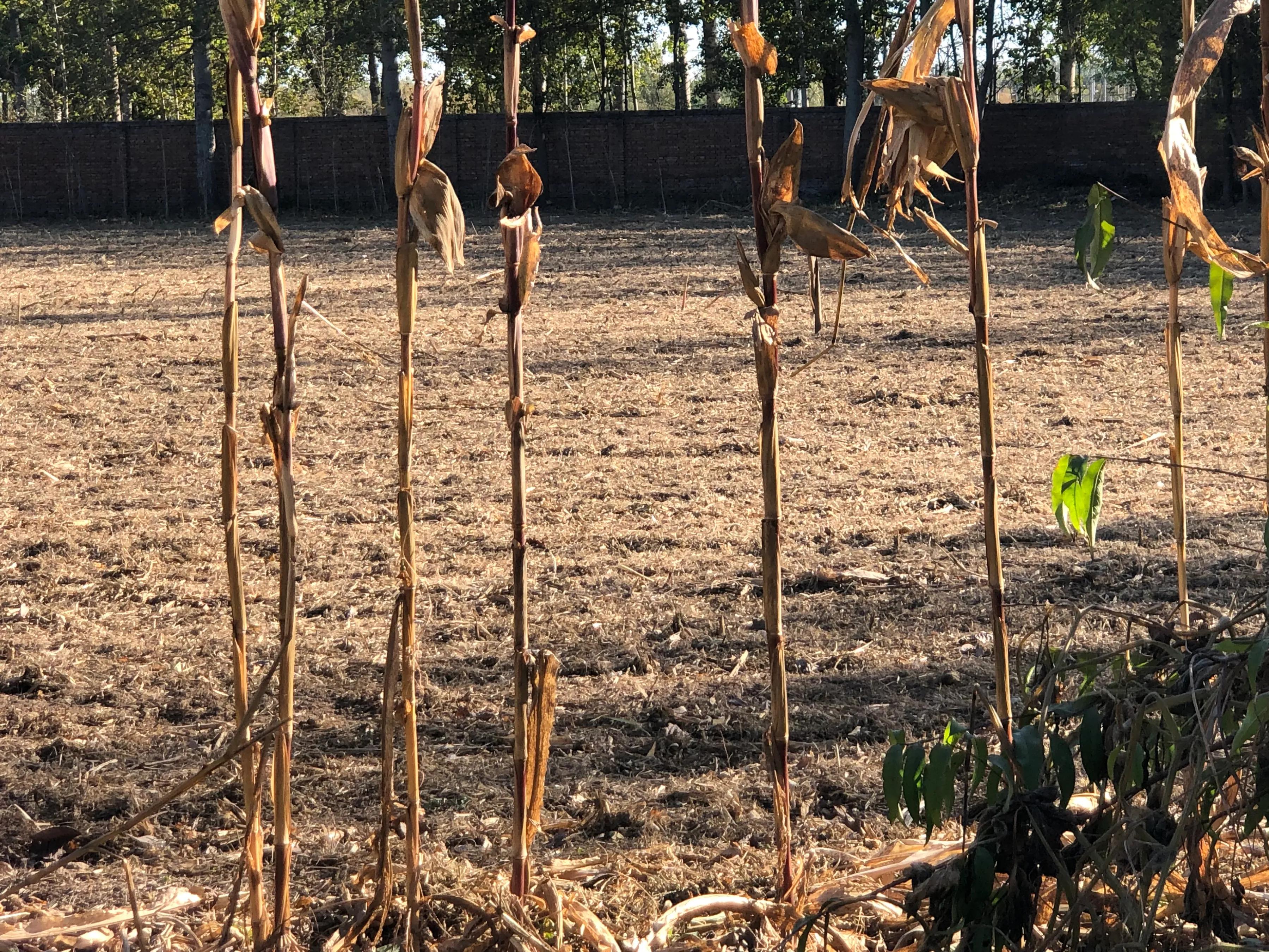 婕敾鍚堥泦,婕瘽鍘熺増