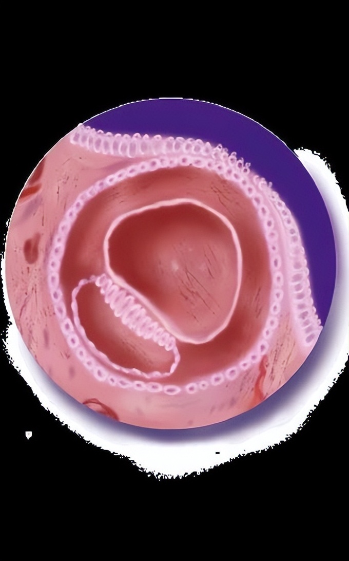 从受孕到分娩约四十周,从受孕到婴儿每天的变化