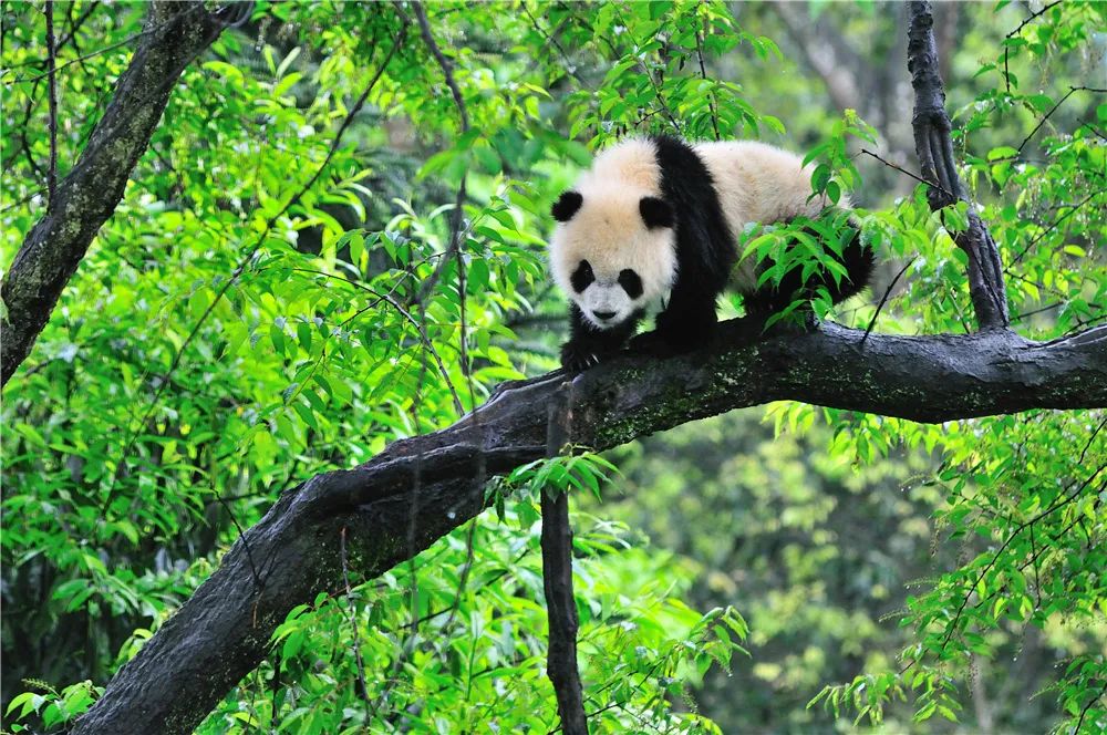 来雅安去哪玩最好玩,夏天去雅安旅游怎么样