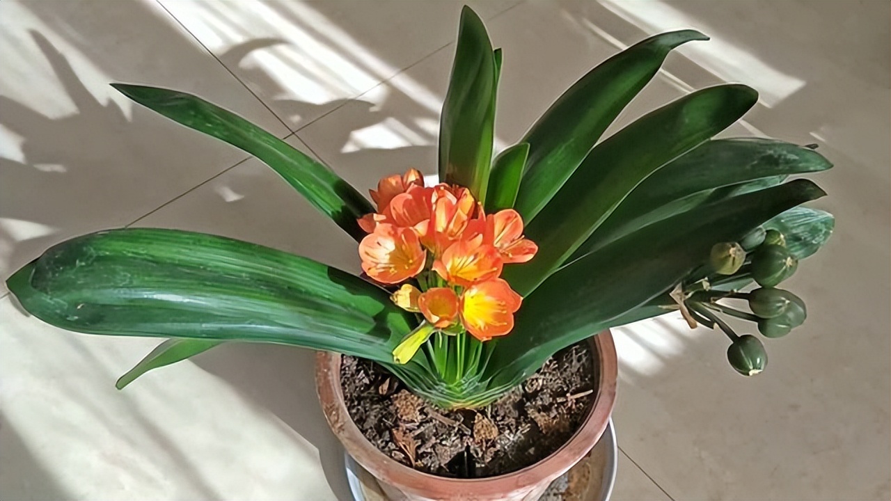 君子兰每次浇水需要浇透吗,冬天给君子兰浇水注意什么