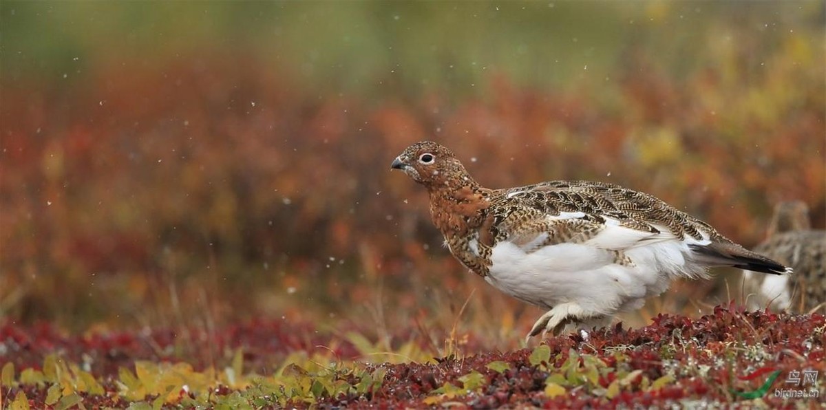 男子捡到怪鸟脖子,男子发现怪鸟在阳台脖子如纸片