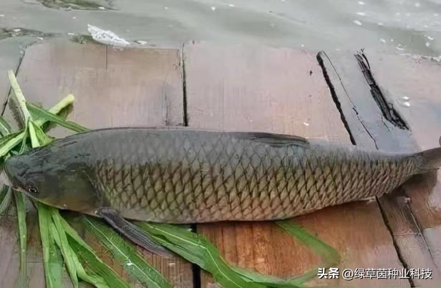 绿草茵干货分享：动物适合的牧草品种该怎么选择？值得收藏。