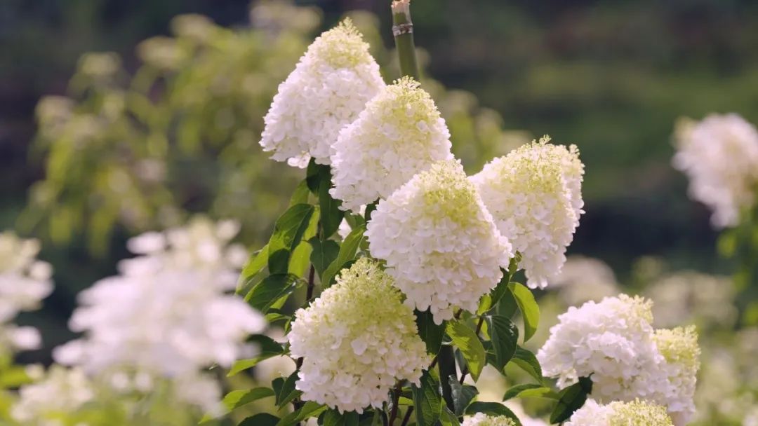 云花大结局云花和谁在一起了,斗南云花