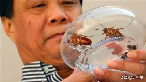 养蟑螂年入百亿,养8亿蟑螂年入百亿